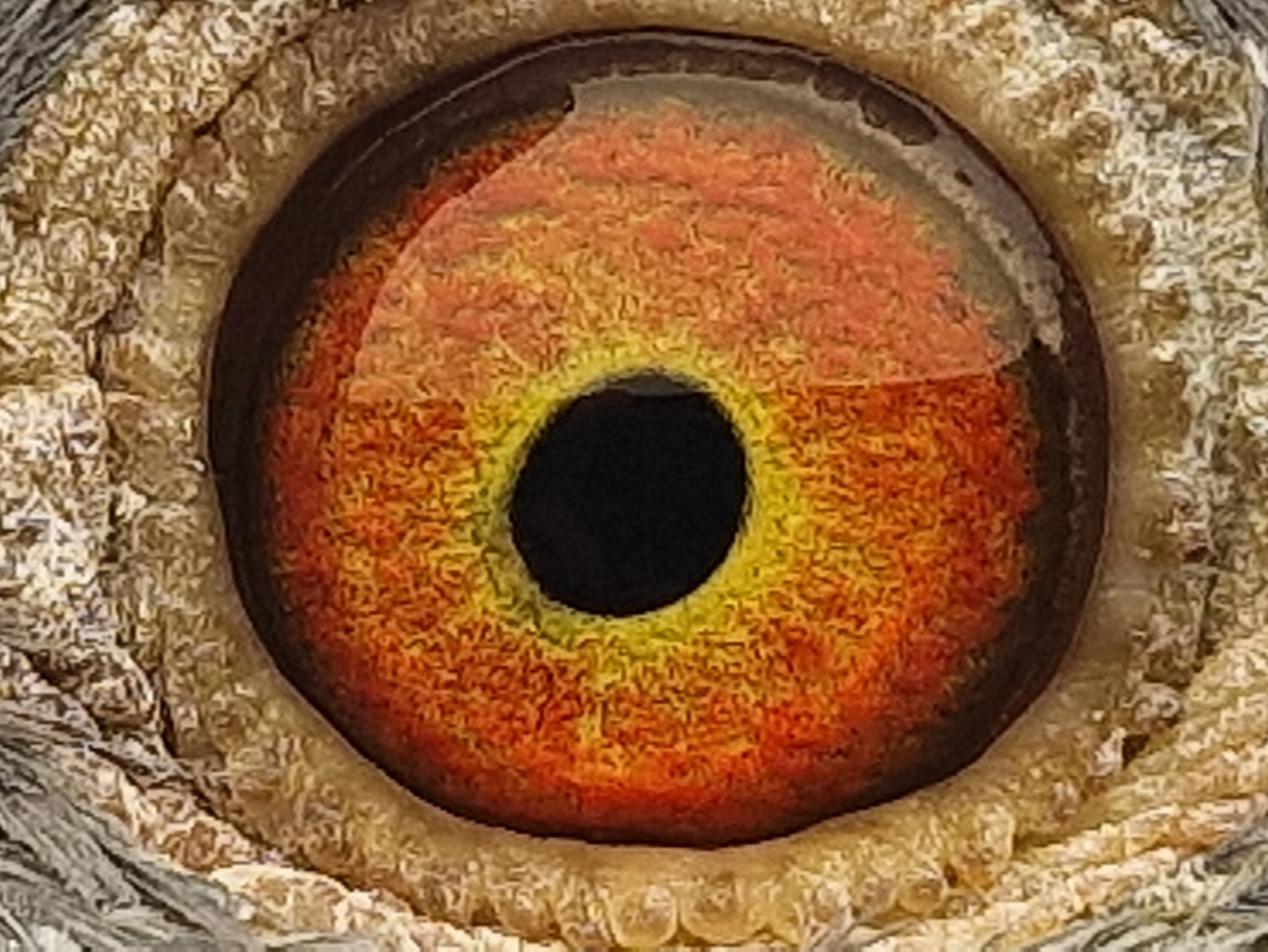 Pigeon eye